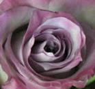 Rose Lavender By Case